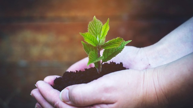 Lush green leaves in sunlight, gardening tips Omaha scene