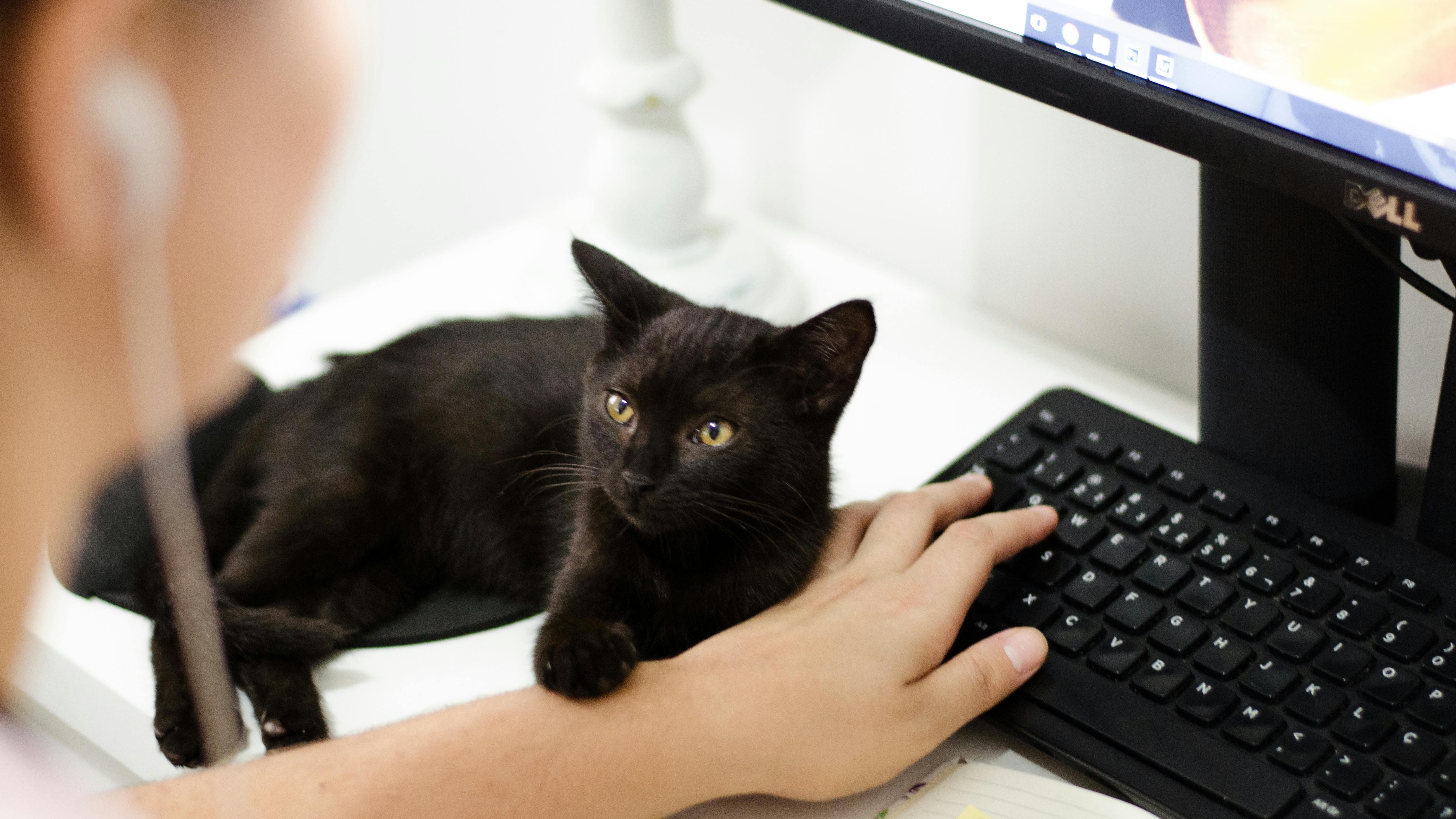 Illustration of pet-friendly workplace policy with a woman, cat, and dog in an office.
