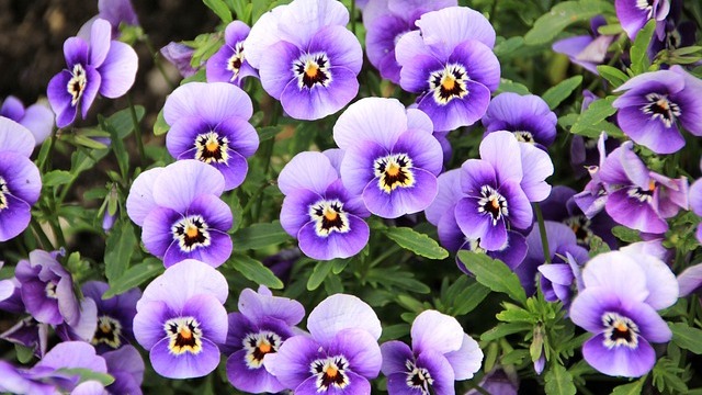 Vibrant pansy flowers in Omaha greenhouse