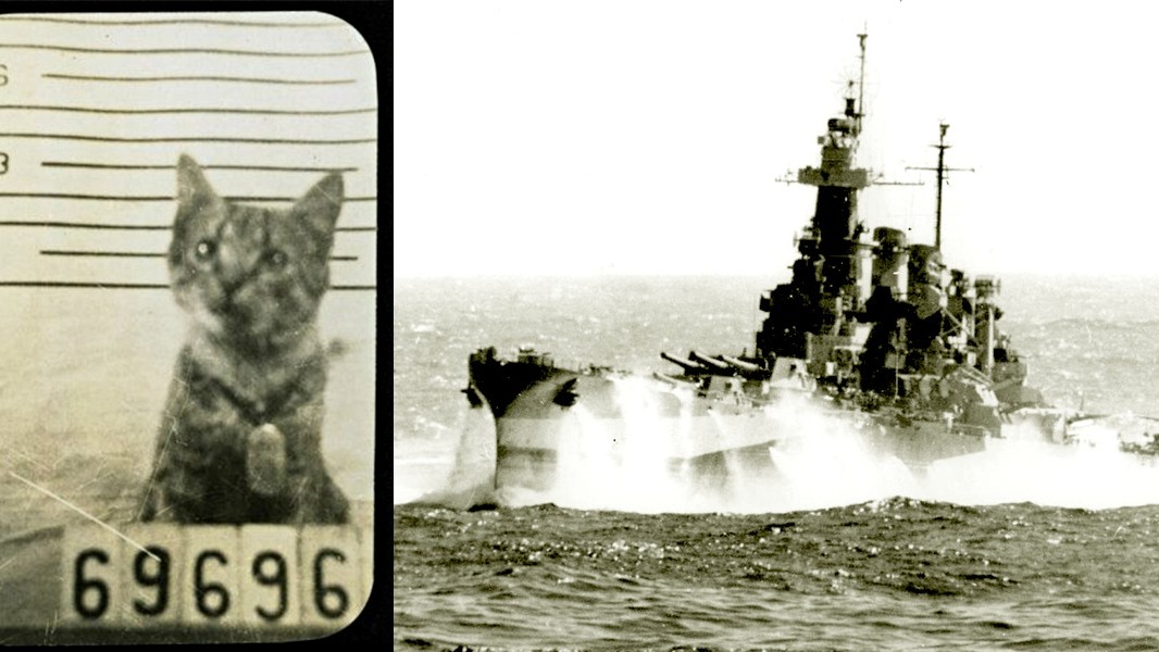 Vintage cat ID and naval battleship, illustrating cats in military history.