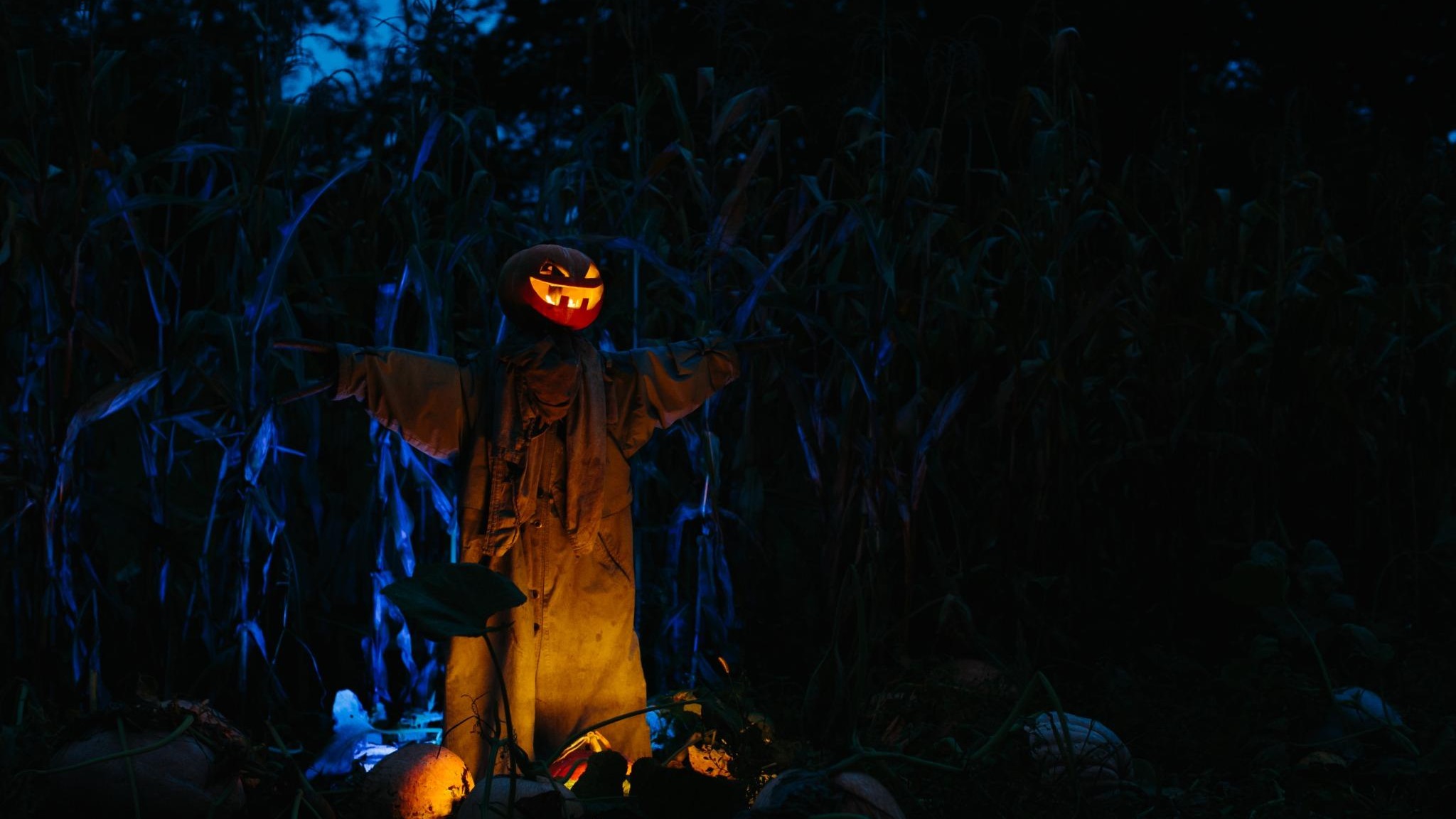Enchanted Lights Halloween Park vibrant nocturnal display.