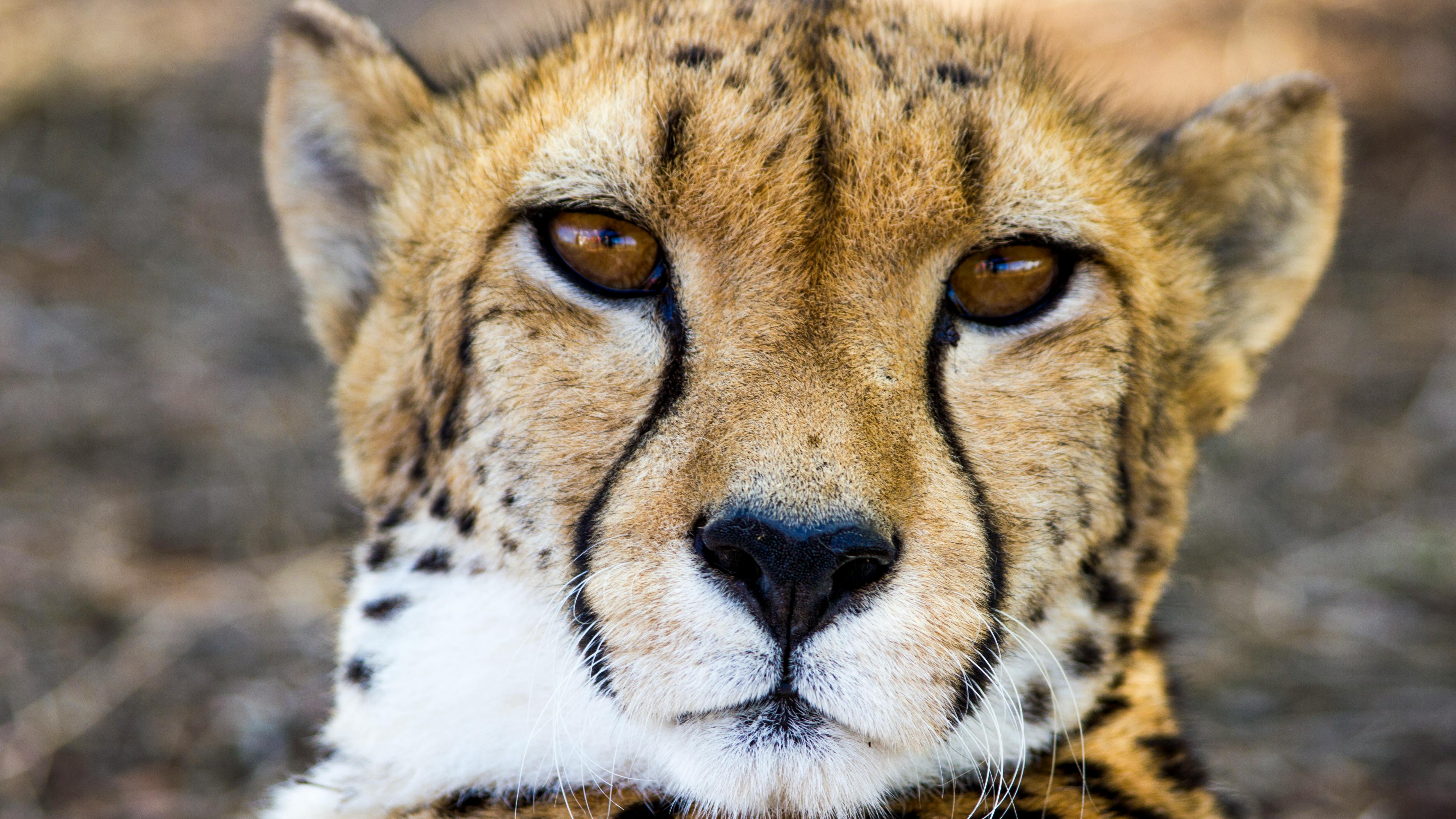San Antonio festivals: Halloween Zoo Boo! theme with skeleton animals.