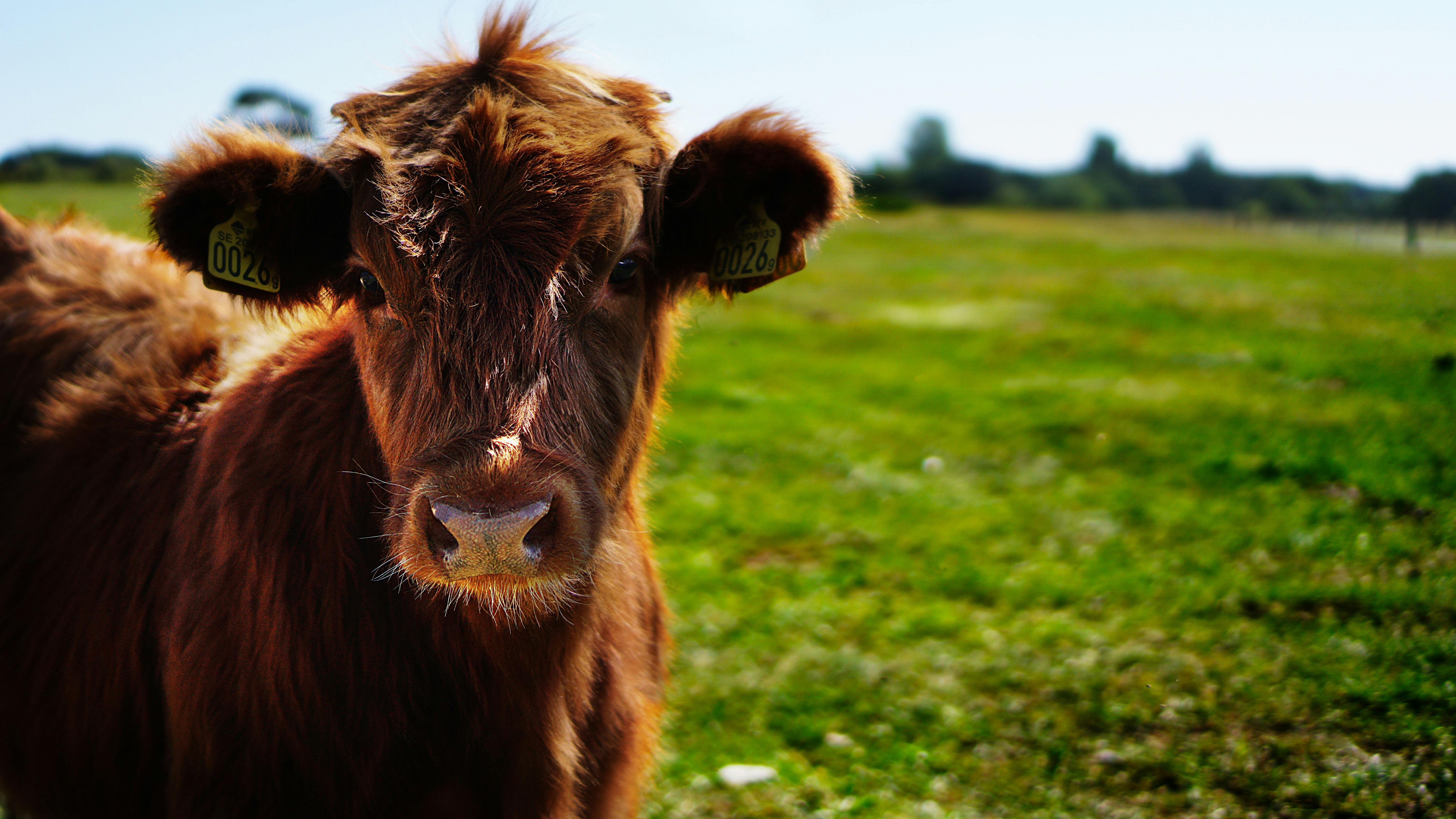 Explore Omaha family life with farm animals at educational farms near Omaha.