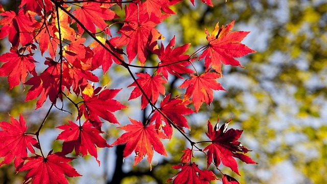 Vibrant fall annuals for your garden, hand selecting flowers