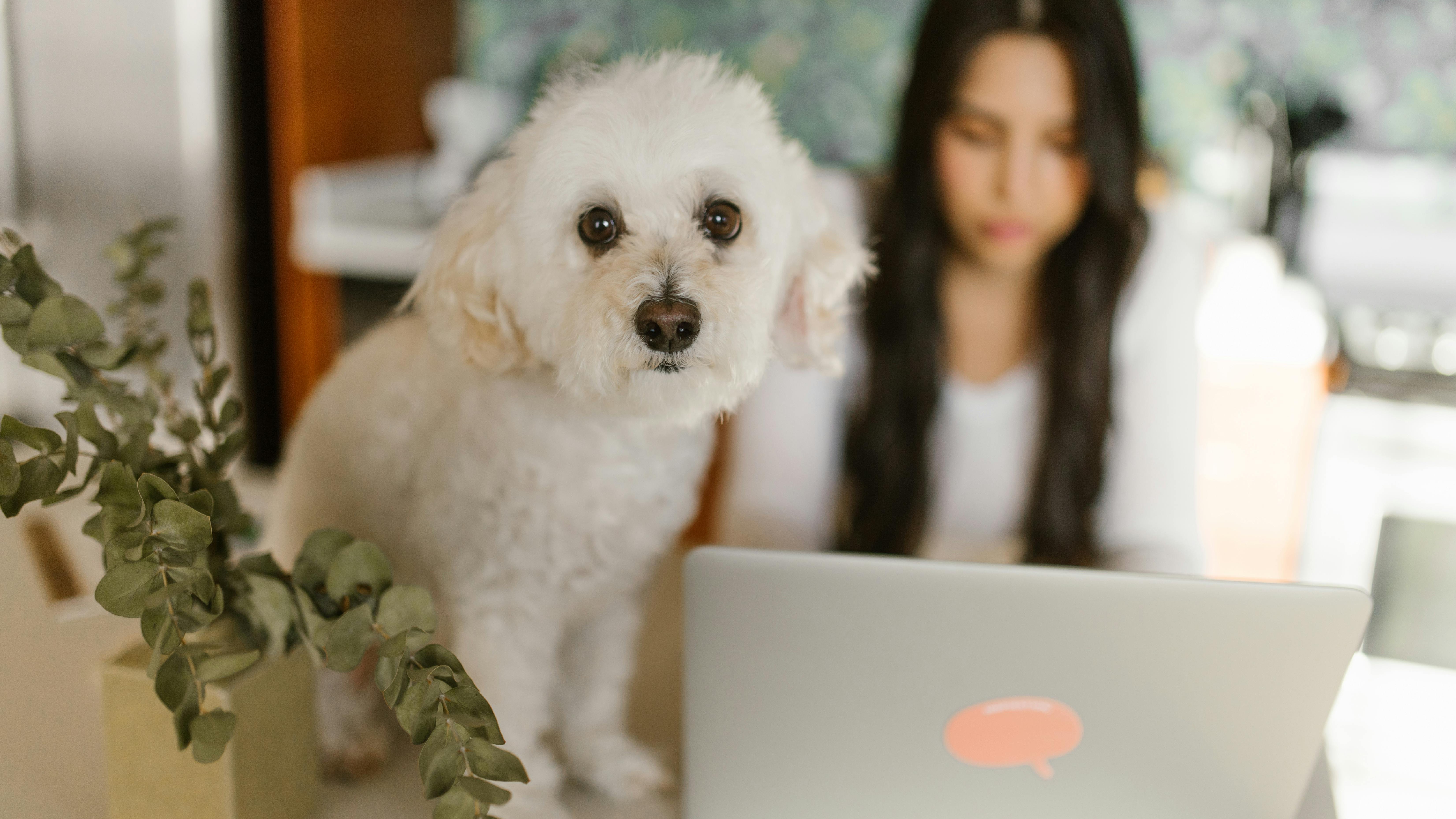 Cartoon of woman working with pets in office setting.