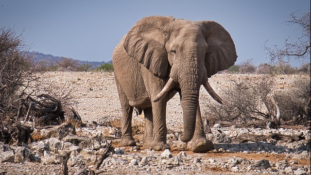 Elephants in lush jungle showcasing ethical animal tourism.