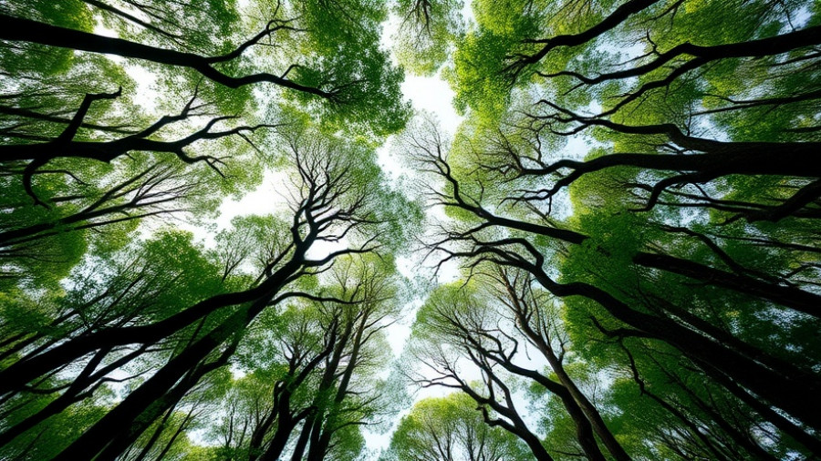 Forest canopy view with shade-loving blooms.