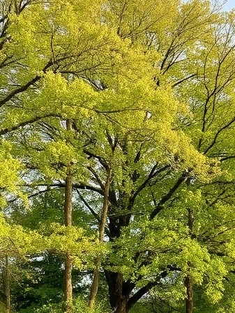 Paul Weaver Arborist Kansas City