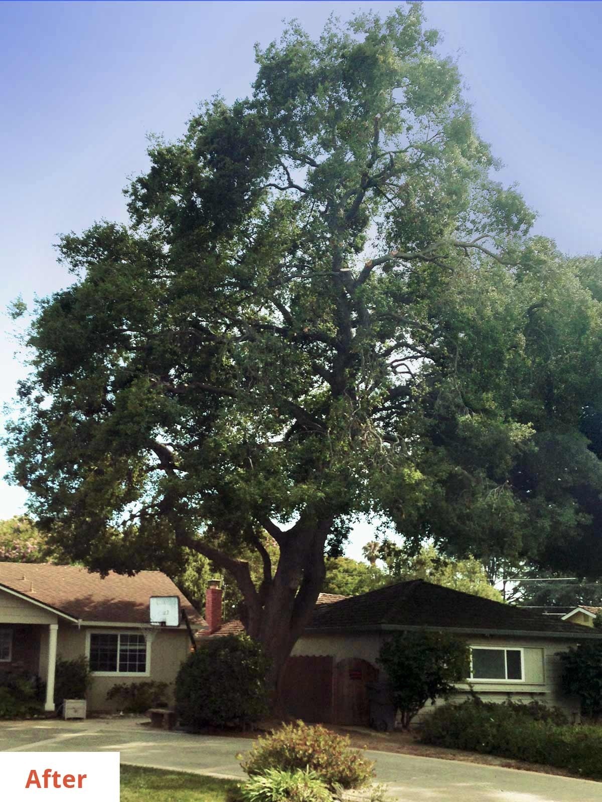 <Artisan Tree Trimmers Newark Ca>