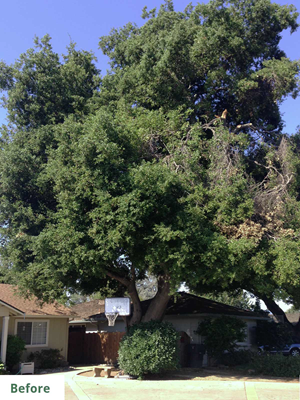 <Artisan Tree Trimmers Newark Ca>