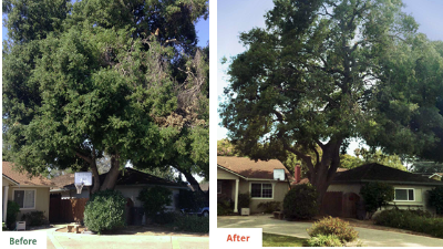 tree trimming service