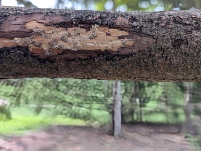 tree health experts | kansas city | paul weaver arborist | 9139338733