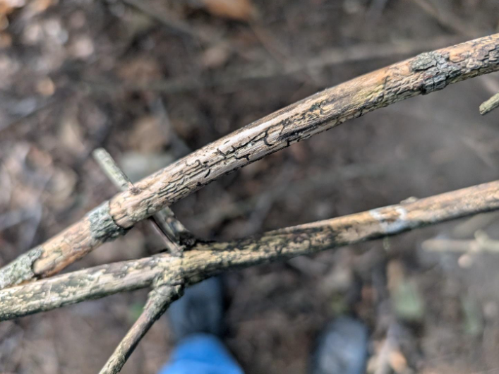 tree health experts | kansas city | paul weaver arborist | 9139338733