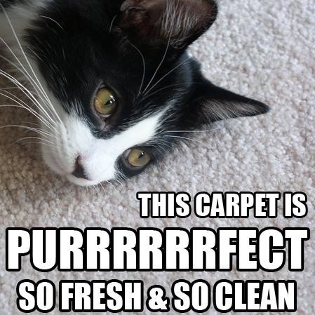 remove carpet pet odors in rancho cucamonga ca