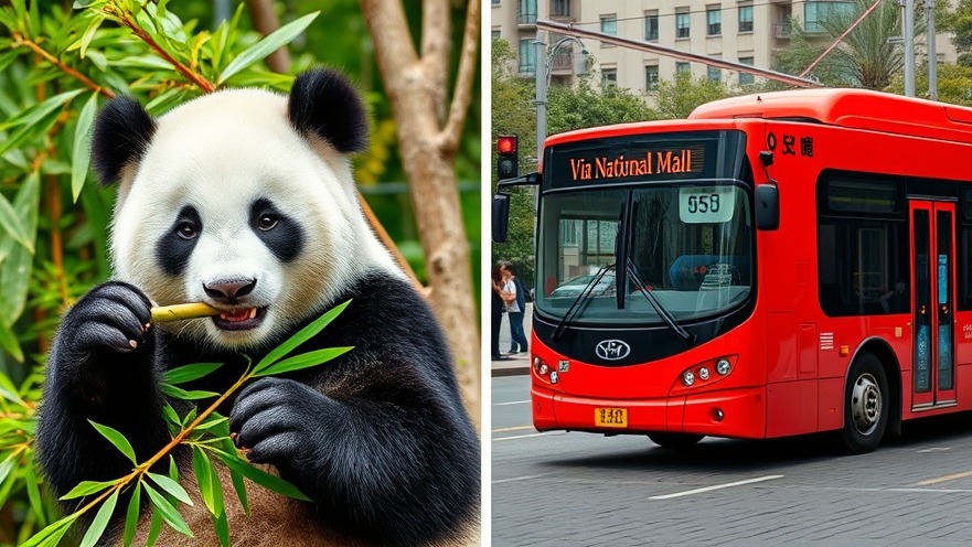 Panda eating bamboo beside a red bus near Washington DC attractions.
