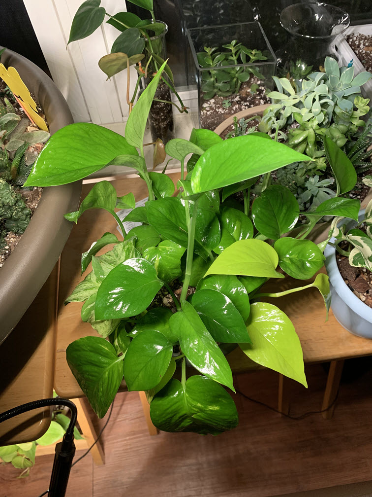 Pothos Arrangement