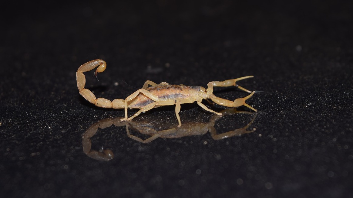 scorpion pest control san tan valley