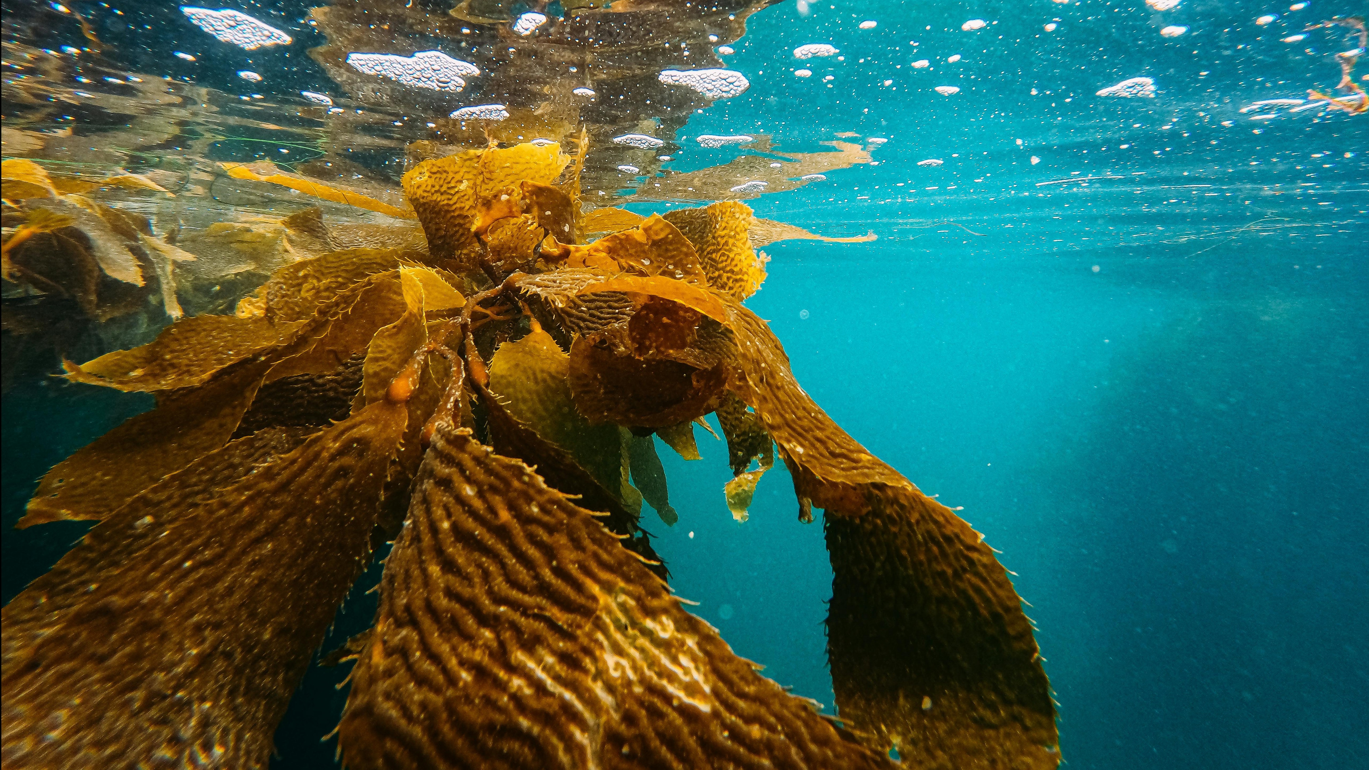 Seaweed's Role in Creating a Regenerative Supply Chain presentation with a smiling professional man.