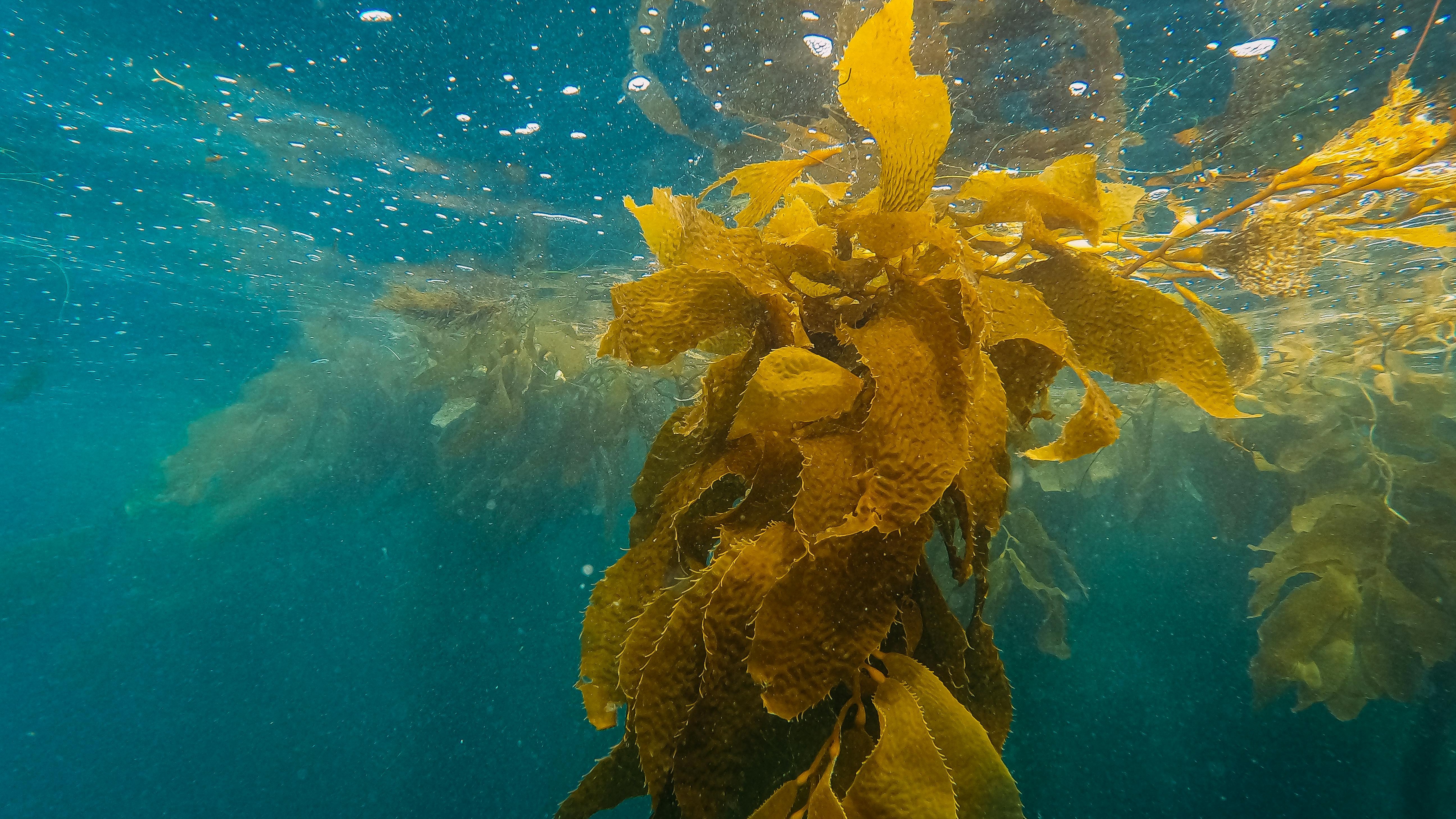 Banner for Seaweed's Role in Creating a Regenerative Supply Chain featuring a smiling man.