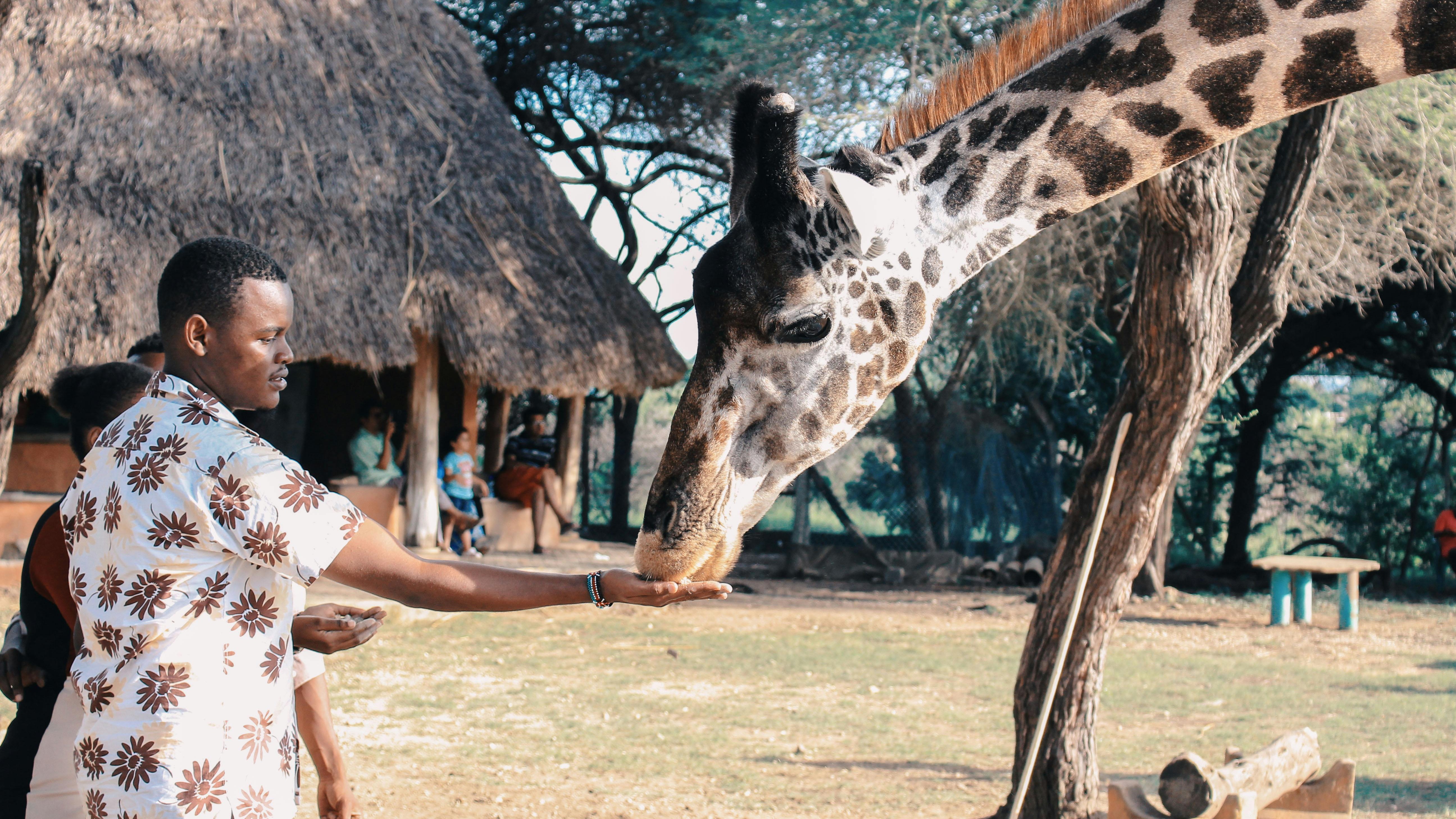 Volunteering abroad Africa: diverse activities, local culture, and wildlife experiences.