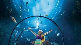 Visit the aquarium