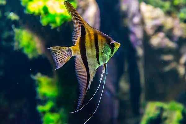 How to move an aquarium