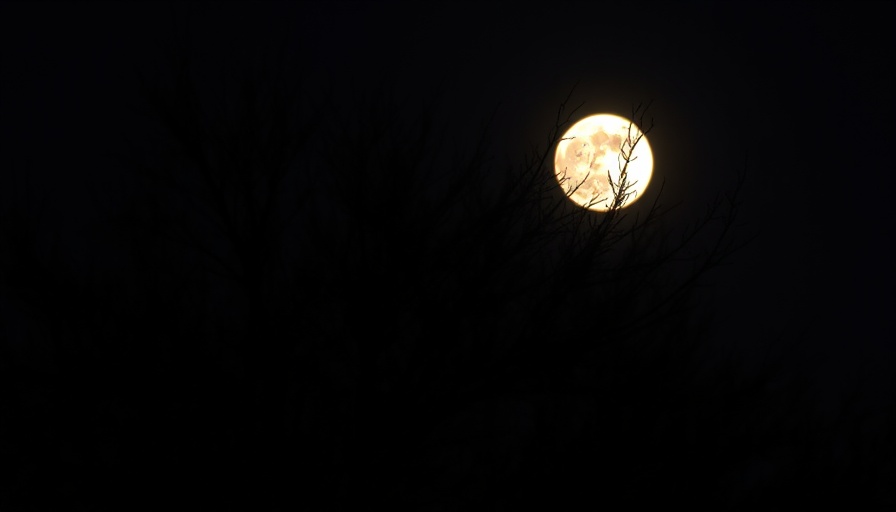 Ethereal branches silhouette against full moon during San Antonio Total Lunar Eclipse.