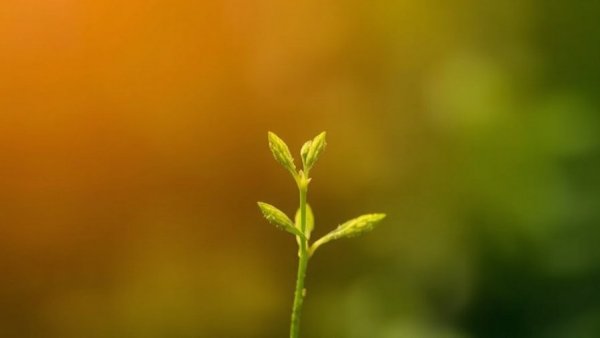 LLM Seeding: An AI Search Strategy to Get Mentioned and Cited