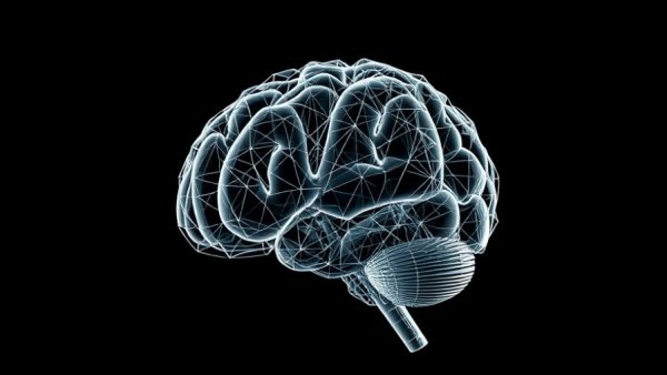 Intricate wireframe model of a human brain highlighting detailed structure.