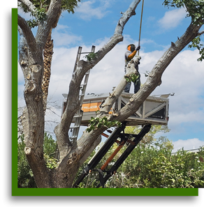 Advanced equipment being used by Vegas Tree Pros to trim a large tree in Henderson NV
