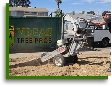 Stump grinding and removal service Las Vegas NV