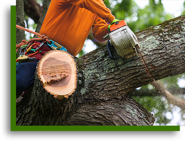 Vegas Tree Pros removing large tree from residential property in Las Vegas NV