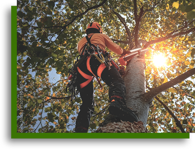 Tree trimming service by Vegas Tree Pros in Las Vegas NV