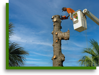 Tree removal expert in bucket truck cutting down a large tree in Las Vegas NV