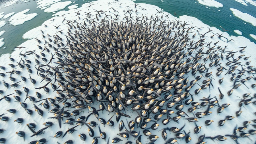 AI Enhances Antarctic Biodiversity Research with seabird colony view