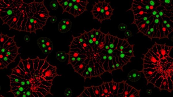 Microscopic image demonstrating fluorescent probes in biology.