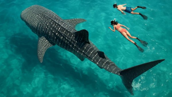 Aerial view of snorkeling with a whale shark in La Paz.