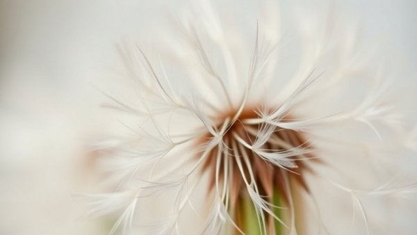 Close-up of a dandelion seed head exhibiting intricate details, consideration illusion.
