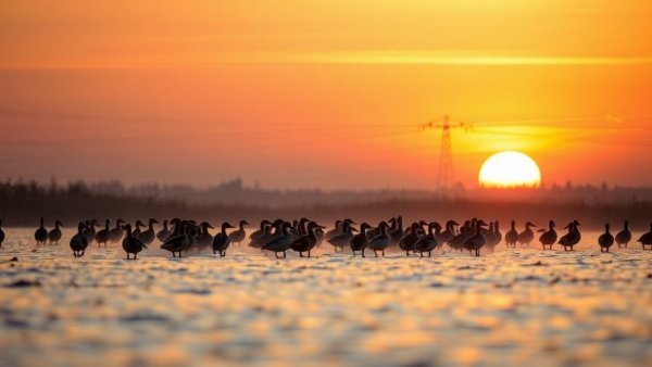 Serene sunrise with ducks at Stuttgart Arkansas wetlands.
