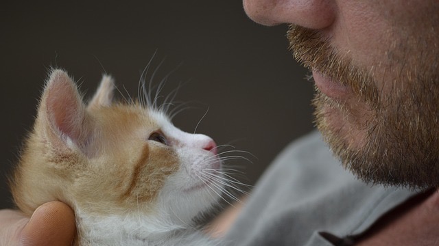 Success stories board showing numbers for cats rehomed and songbirds saved.
