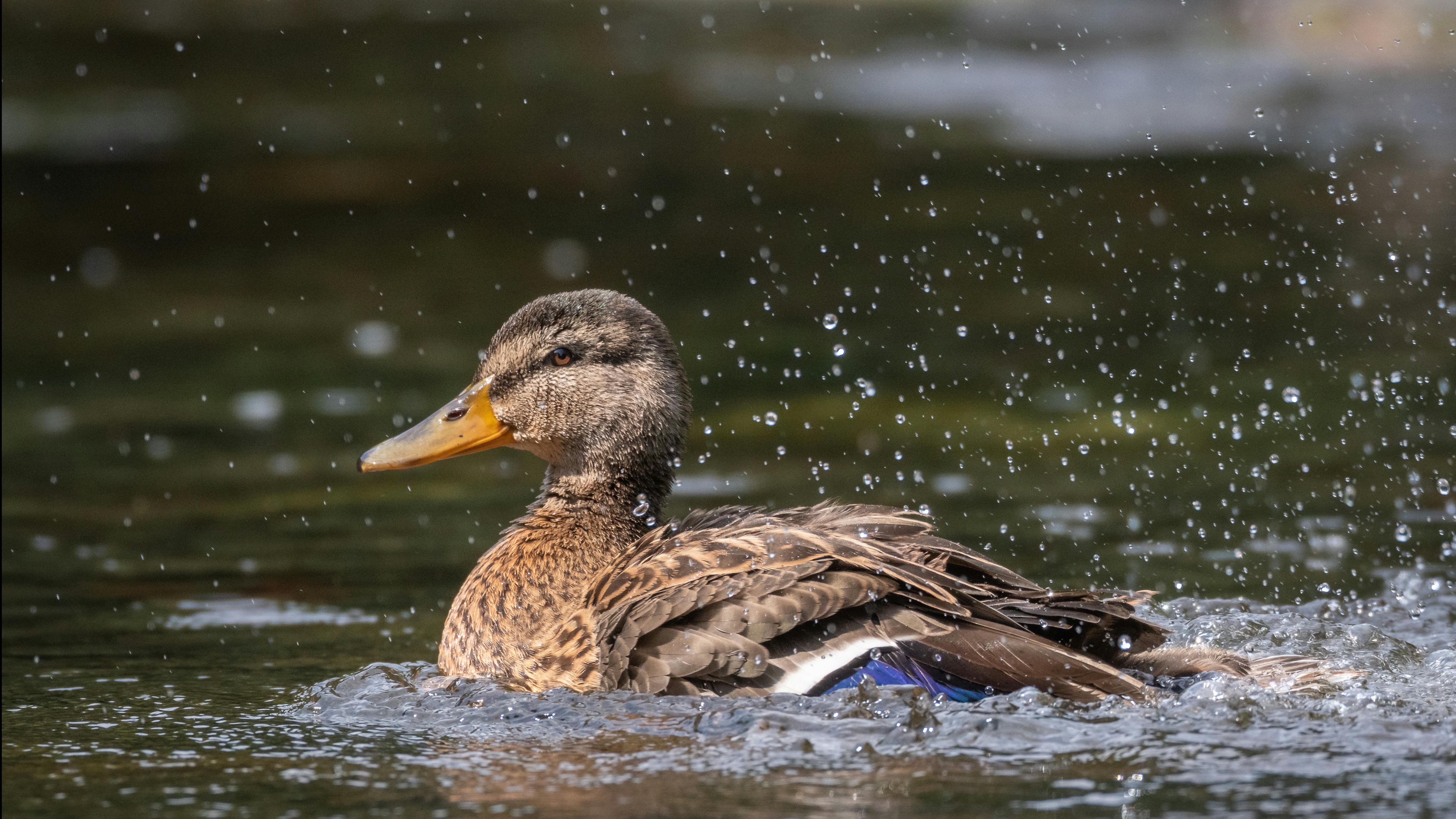 Lone duck hunter amidst tall trees in Stuttgart, Arkansas, duck hunting scene.