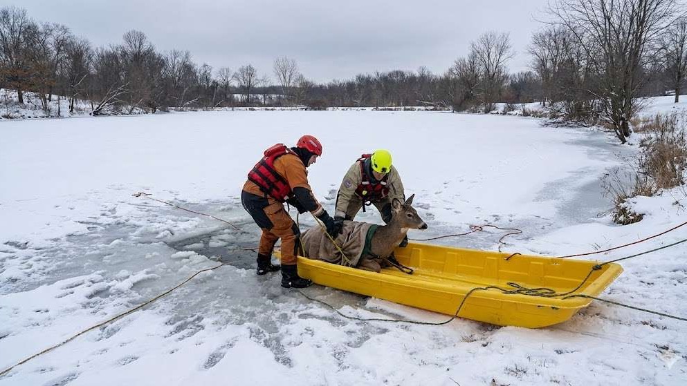 Rescue worker on icy pond during animal rescues on frozen ponds.