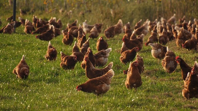 Chickens pecking in a farmyard, highlighting support for local poultry farmers.