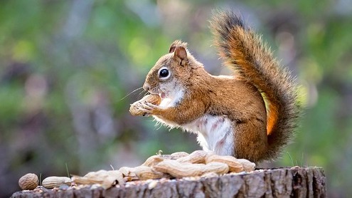 Celebrating National Squirrel Month with a joyful man and squirrel.