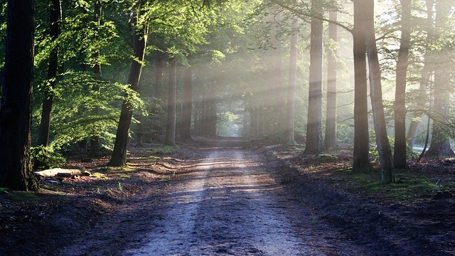 Naturemaxxing in Arkansas: serene walkway under lush green canopy.