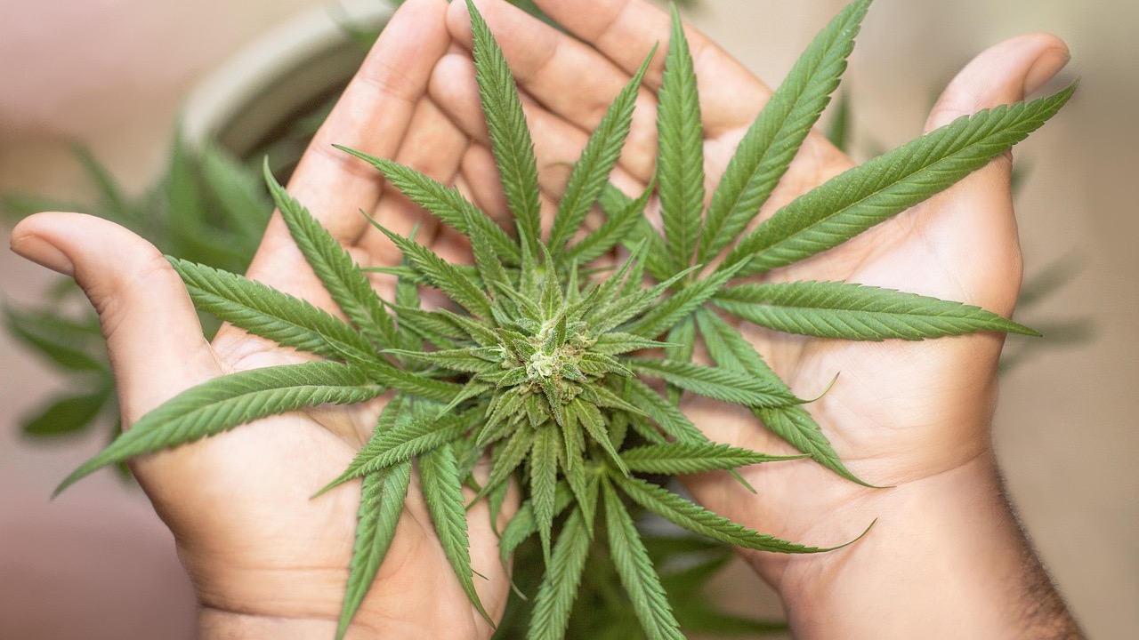Arkansas medical marijuana sales graphic displaying 2025 statistics.