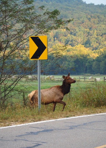 Elk cow crossing road
