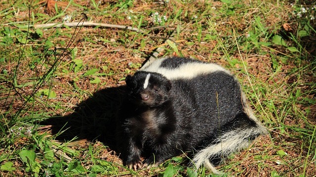Text box reading 'Why you see more skunks during February and March' on a blurred background.