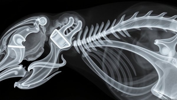 X-ray showing avian bone structure in a veterinary context.