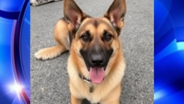 Ore. K-9 killed during OIS was struck by police gunfire